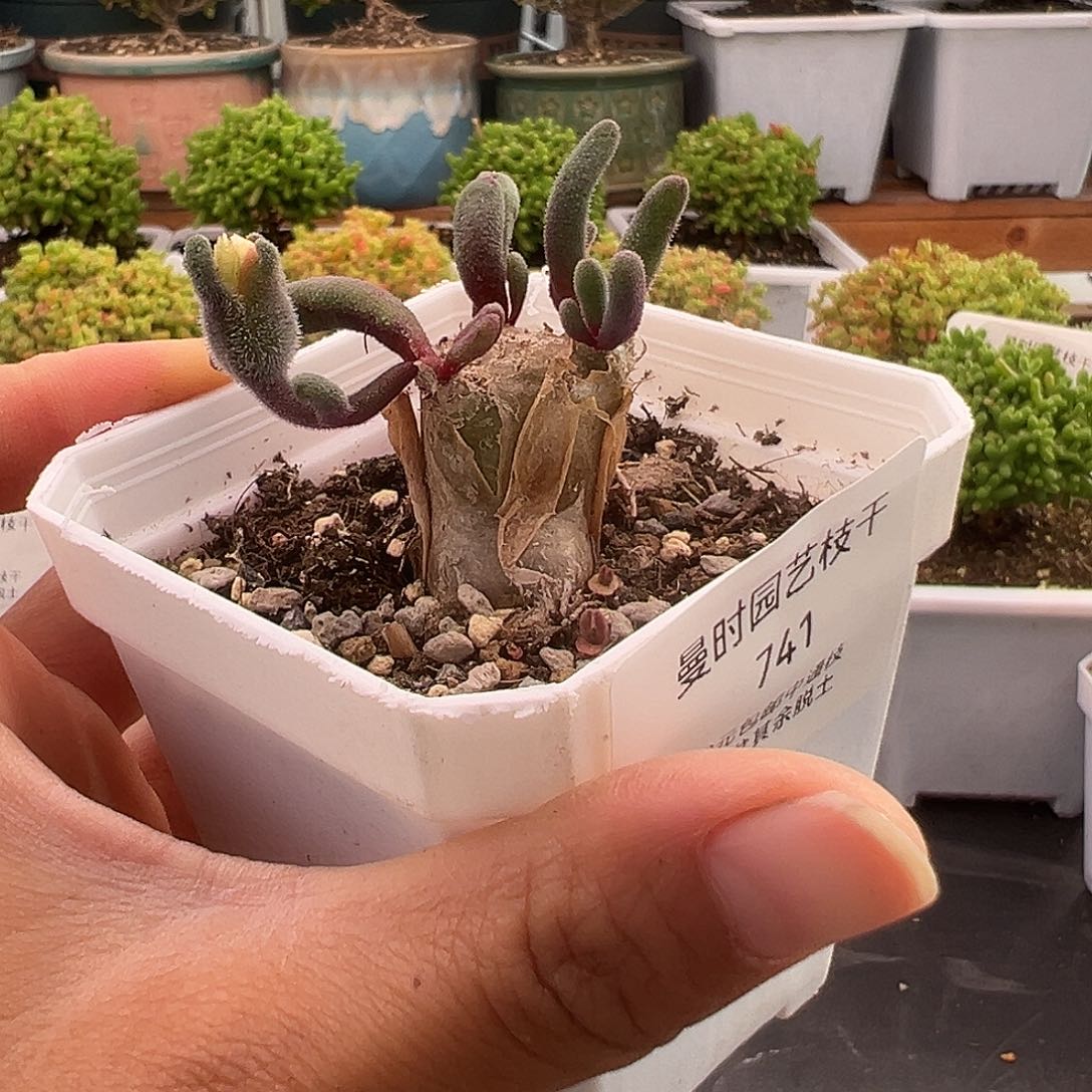 741号淡清霜福利12.20多肉