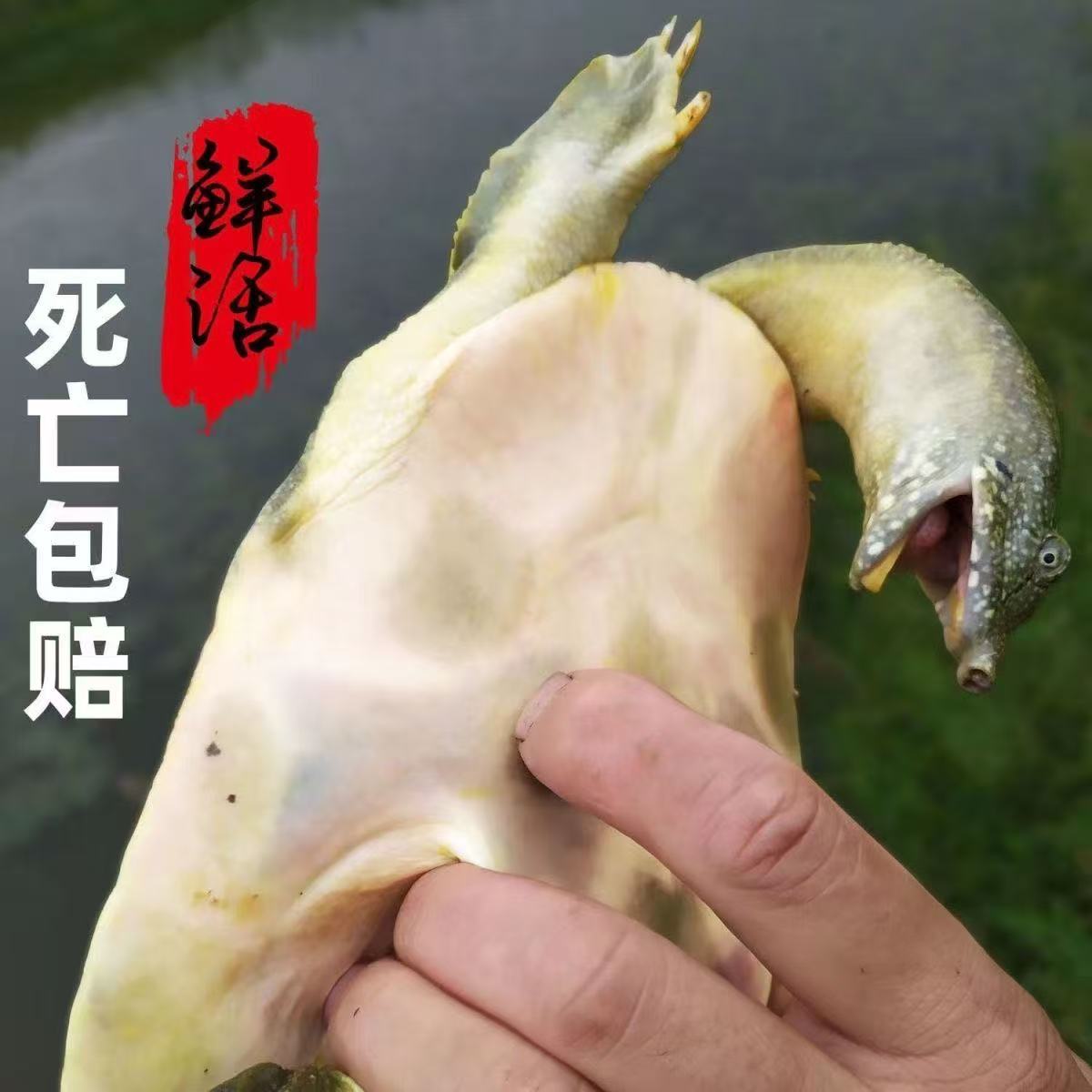 正宗鲜活大甲鱼精品黄底黑花大甲鱼京东冷链鲜活到家