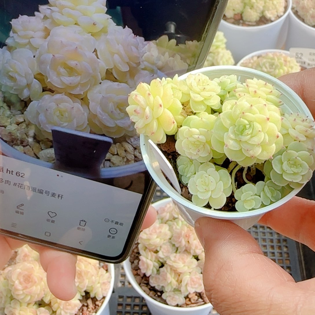 雪***子1126-61（ht-62）专拍
