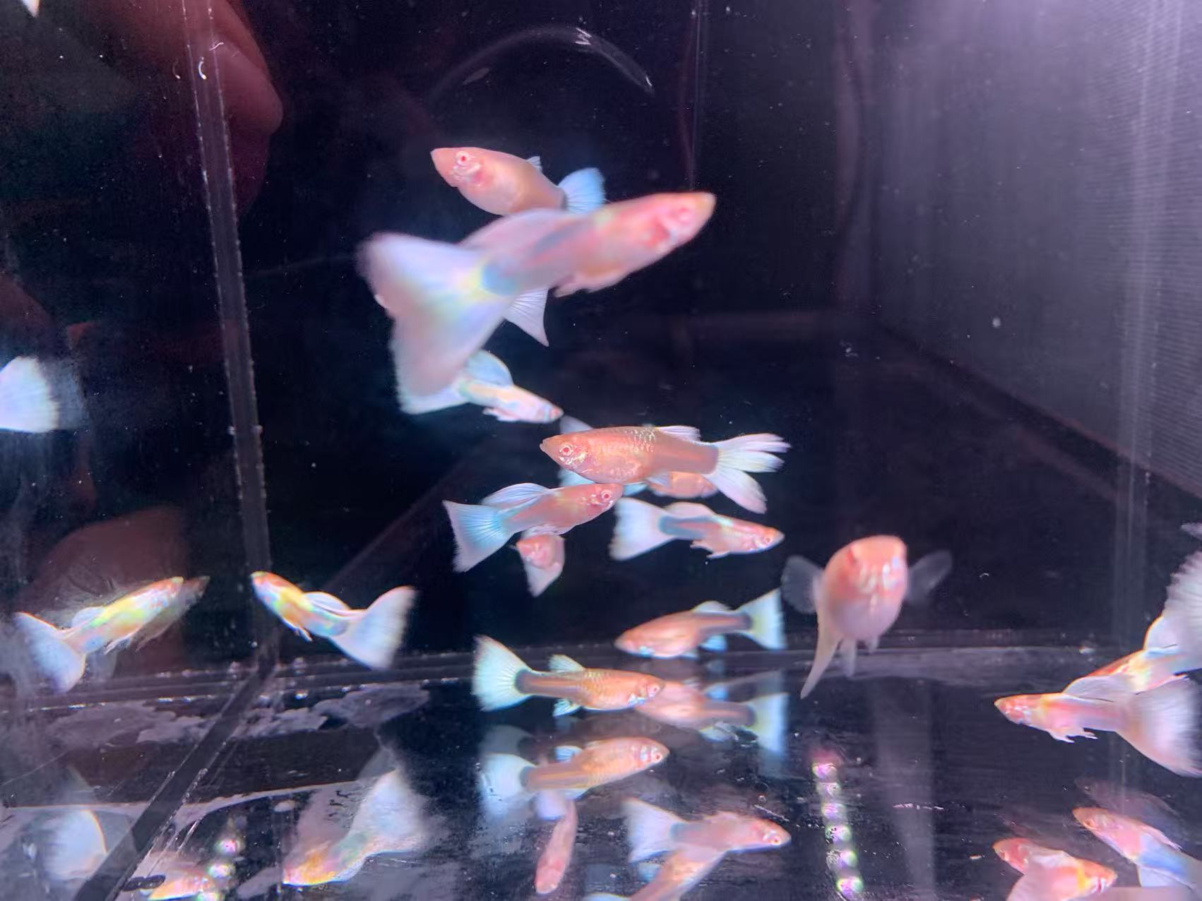 大天空蓝  孔雀鱼好养耐活颜值高   