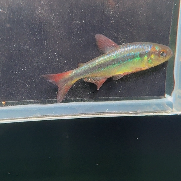 灯科鱼左上缸21号蓝缎带四蒙眼一条3厘米