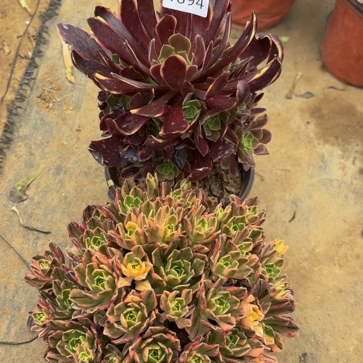 2颗多肉处理不包断头1394