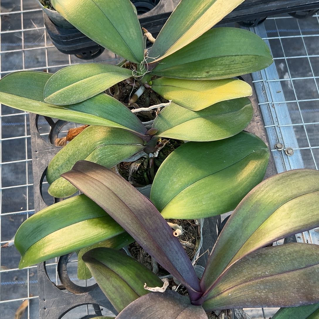 当前无花栽培后可以开花实生5棵组合带剑微瑕不售后