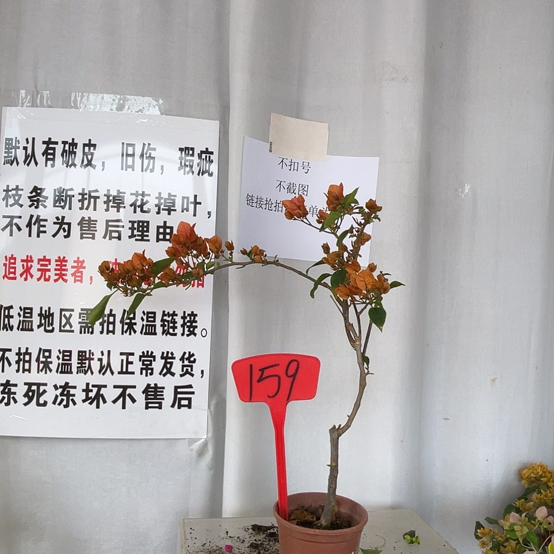 当前无花栽培后可以开花159波妹