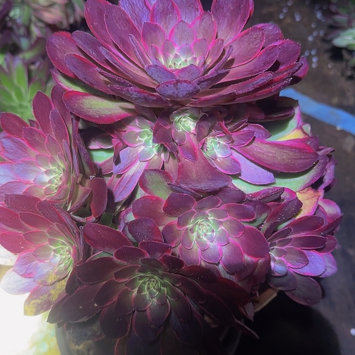 粉花妖新品种捧花亏本福利