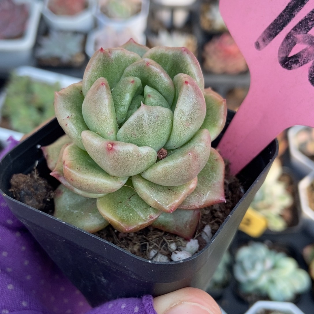 160白玫瑰石化多肉植物