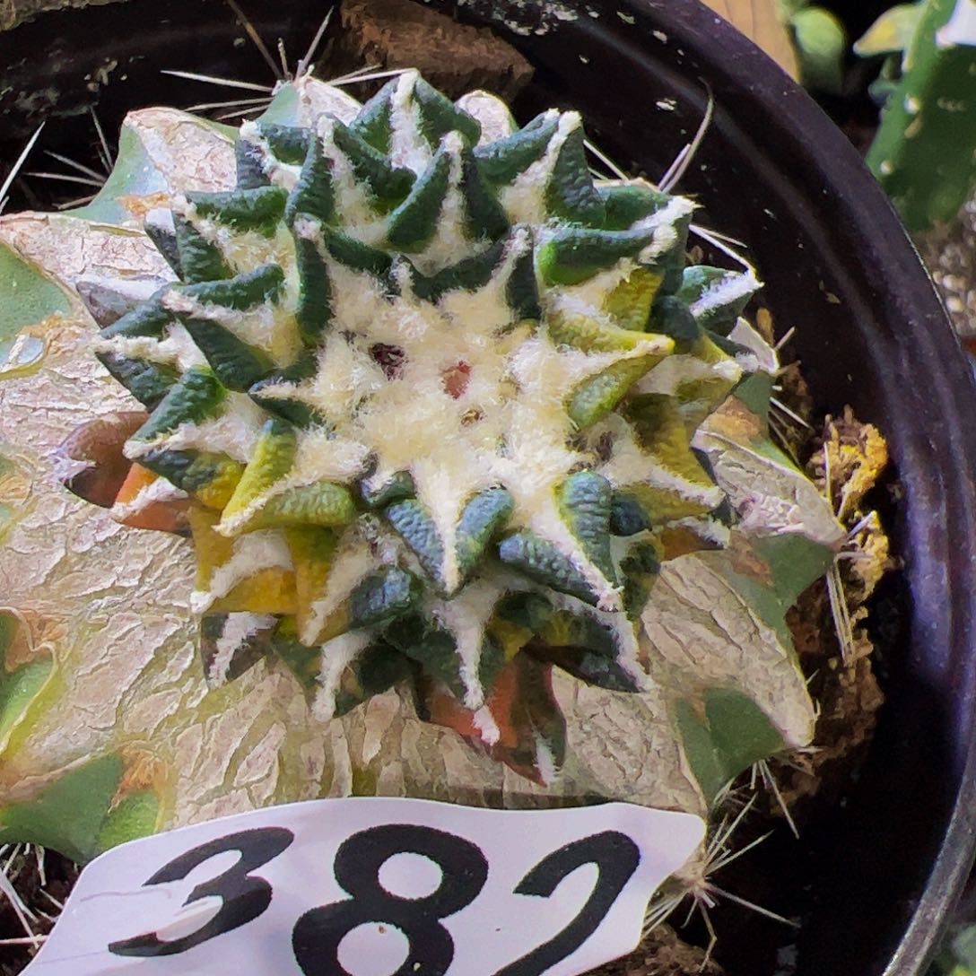 狂***鱼无花朵黑牡丹锦382