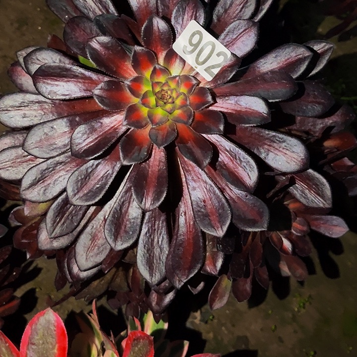 902月亮石多肉植物处理不售后