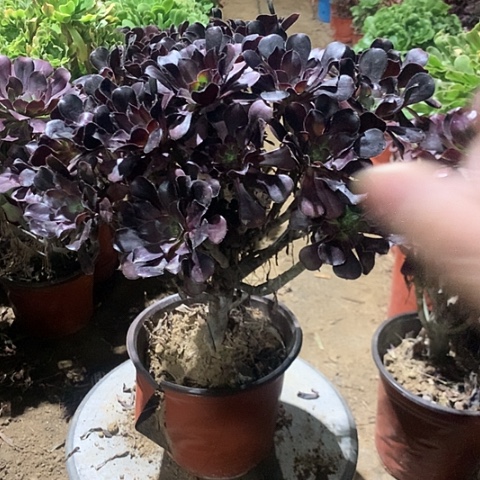 圆叶多肉植物法师22号