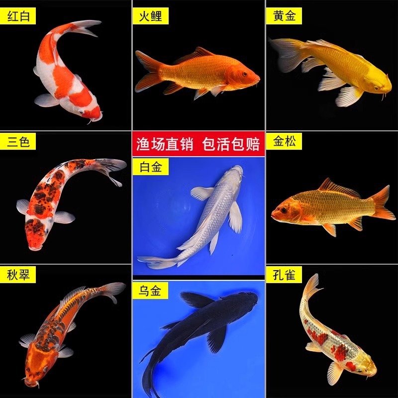 一号大正黄金锦鲤鱼鱼缸冷水活体观赏鱼养耐好混养红白黑金白金