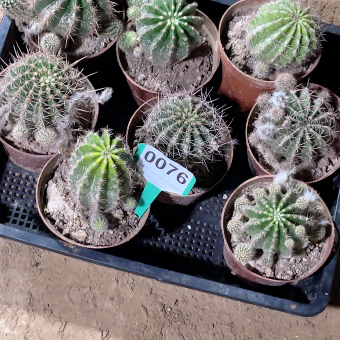 76彩草 筐拍 8个品脱土脱盆摘花满20包邮