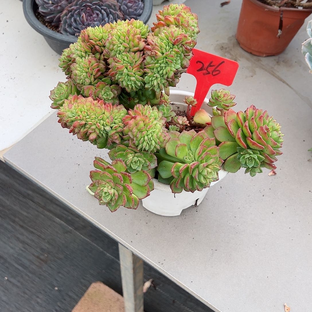 8**256迪亚多肉植物