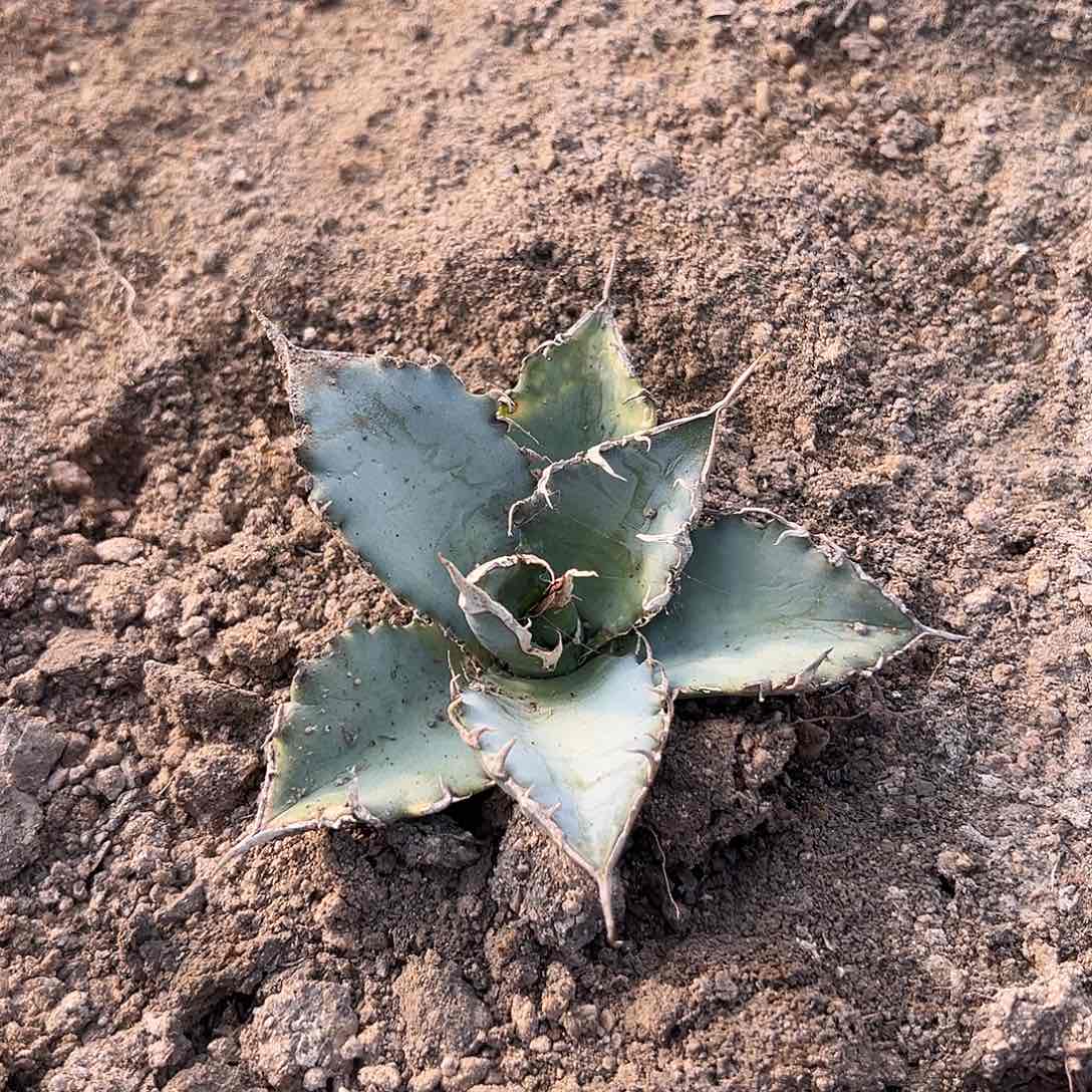 白鲸仁王冠 hhh哈哈哈