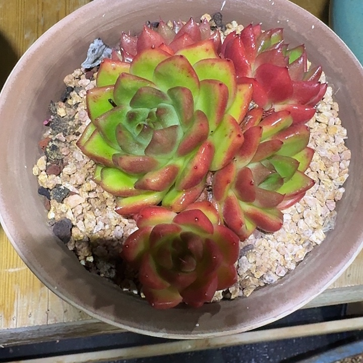 詹***光不过就是因为没办法好好