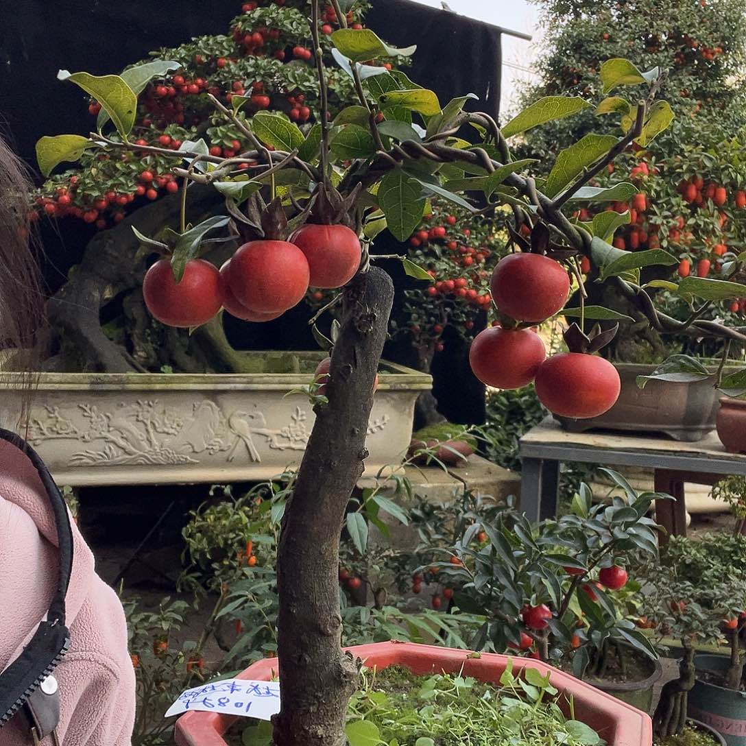 金弹子盆景喜欢的来