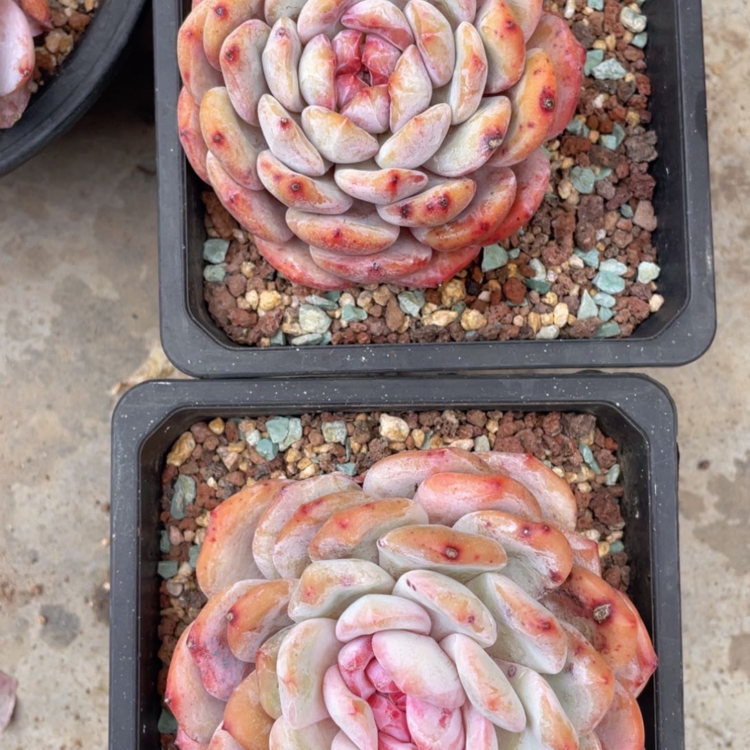 橙梦露2颗一起（糖心款）