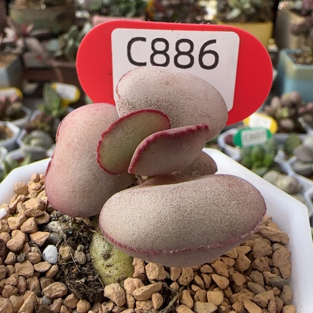 红蛋。   886。       