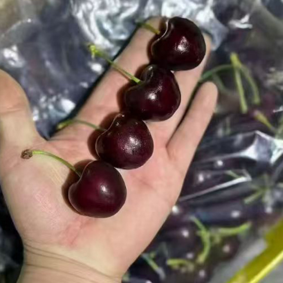 洋2【智利海运黑珍珠5斤原箱3JD车厘子原包装】内附果径卡