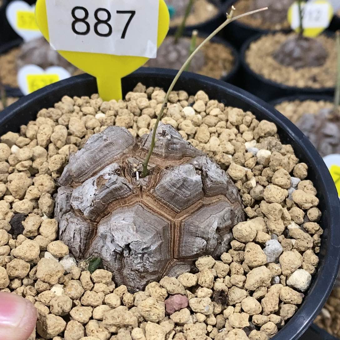 南非龟甲龙龟甲龙