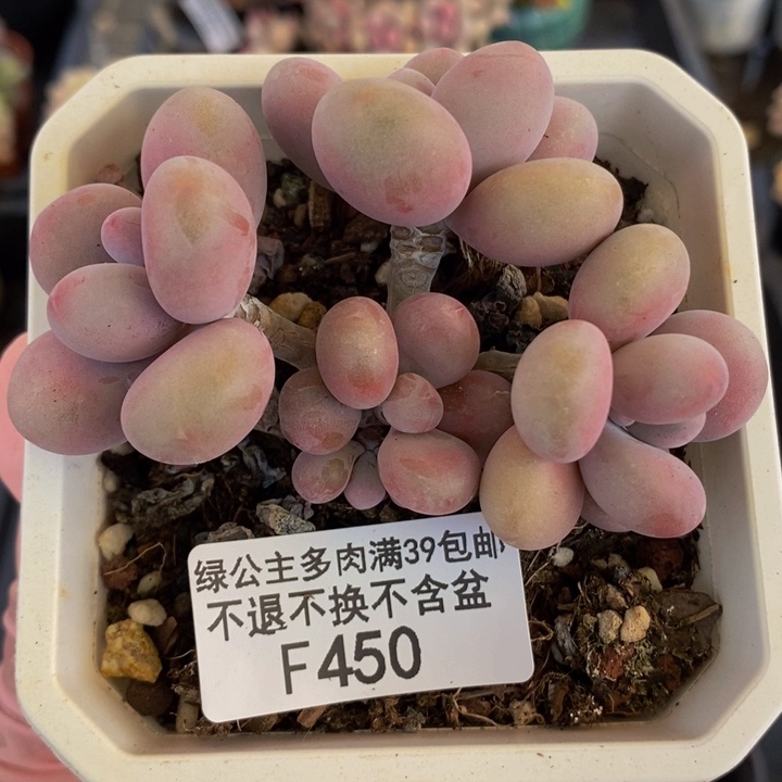 腰子桃蛋8cm450多肉