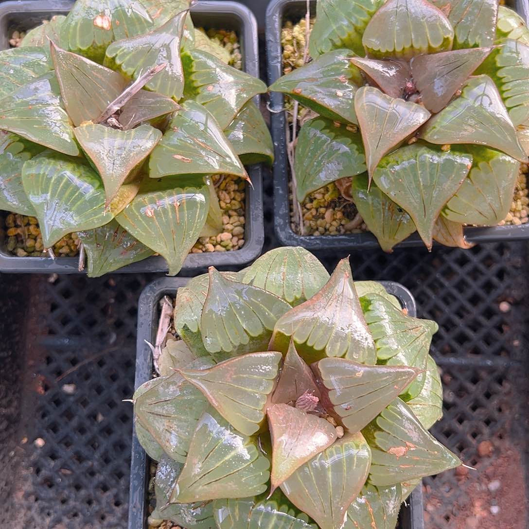 瑕疵媚凤母本玉露一颗