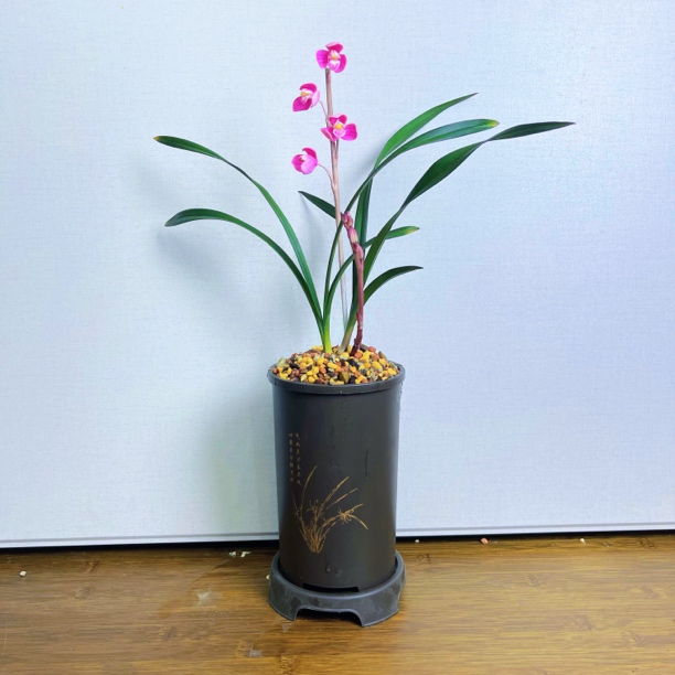 建兰红草红荷浓香兰花盆栽带树脂盆种好发货花期5-11月【2苗带芽】
