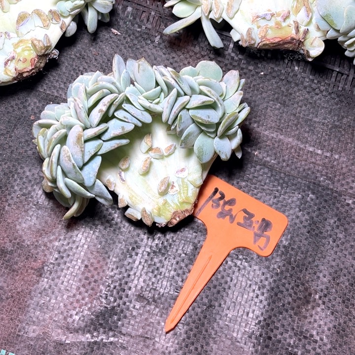 陈***男奶茶缀化V板一个人的