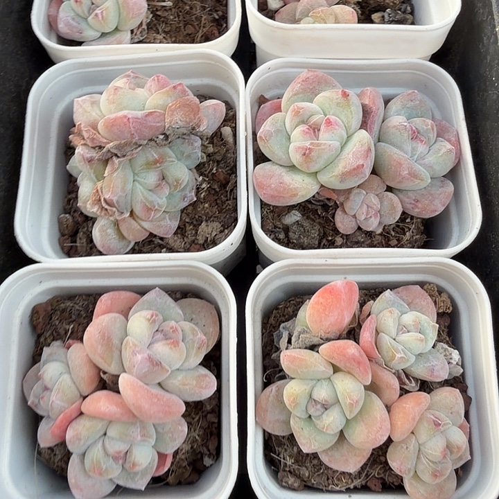 117 号到手1框一物一拍
