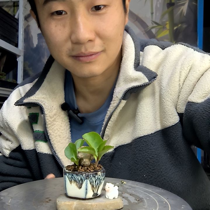 苍**笑中青园艺一物一拍花180