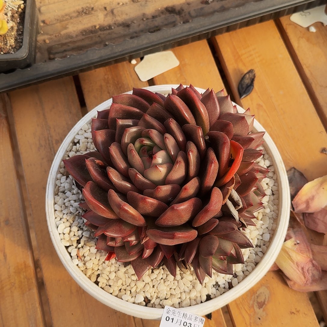 冷***)0103-87红钻群生a