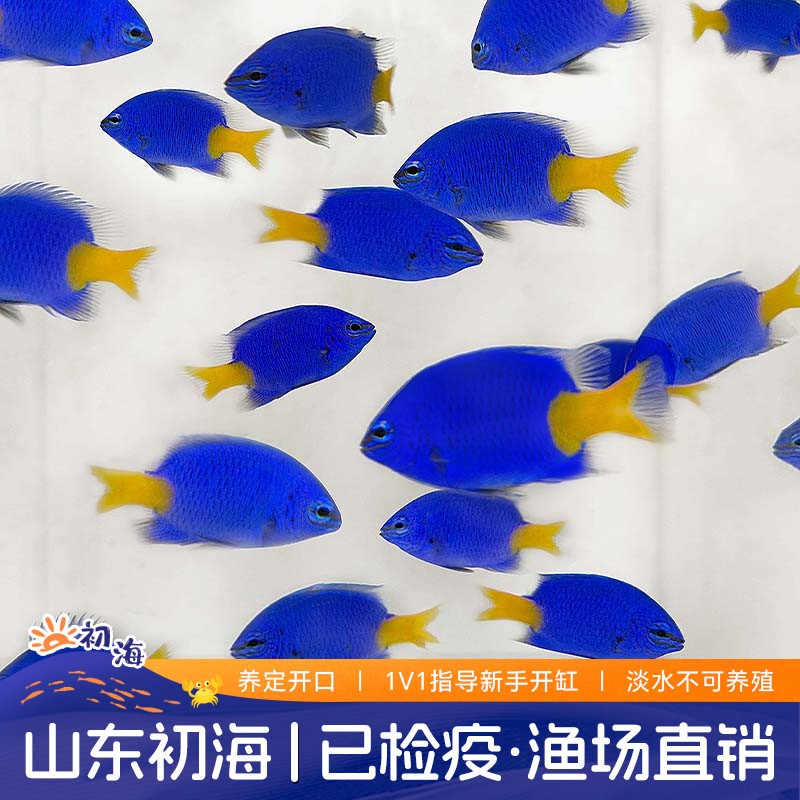 黄尾蓝魔海水鱼活体海缸魔仔新手闯缸鱼青魔蓝丝绒雀鲷科宠物鱼