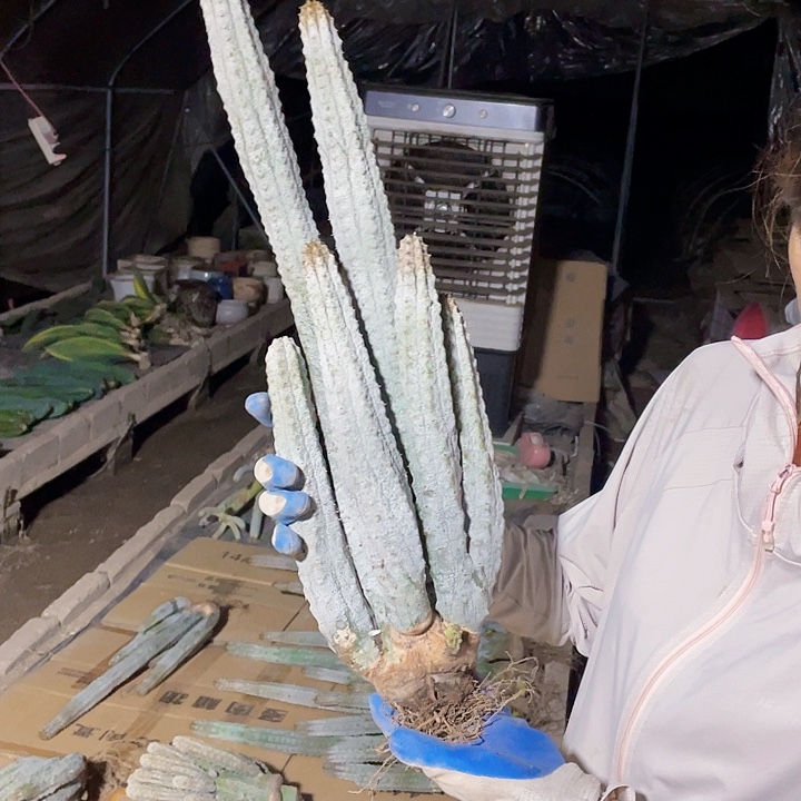 丑***儿完全开放水泥柱裸根发货