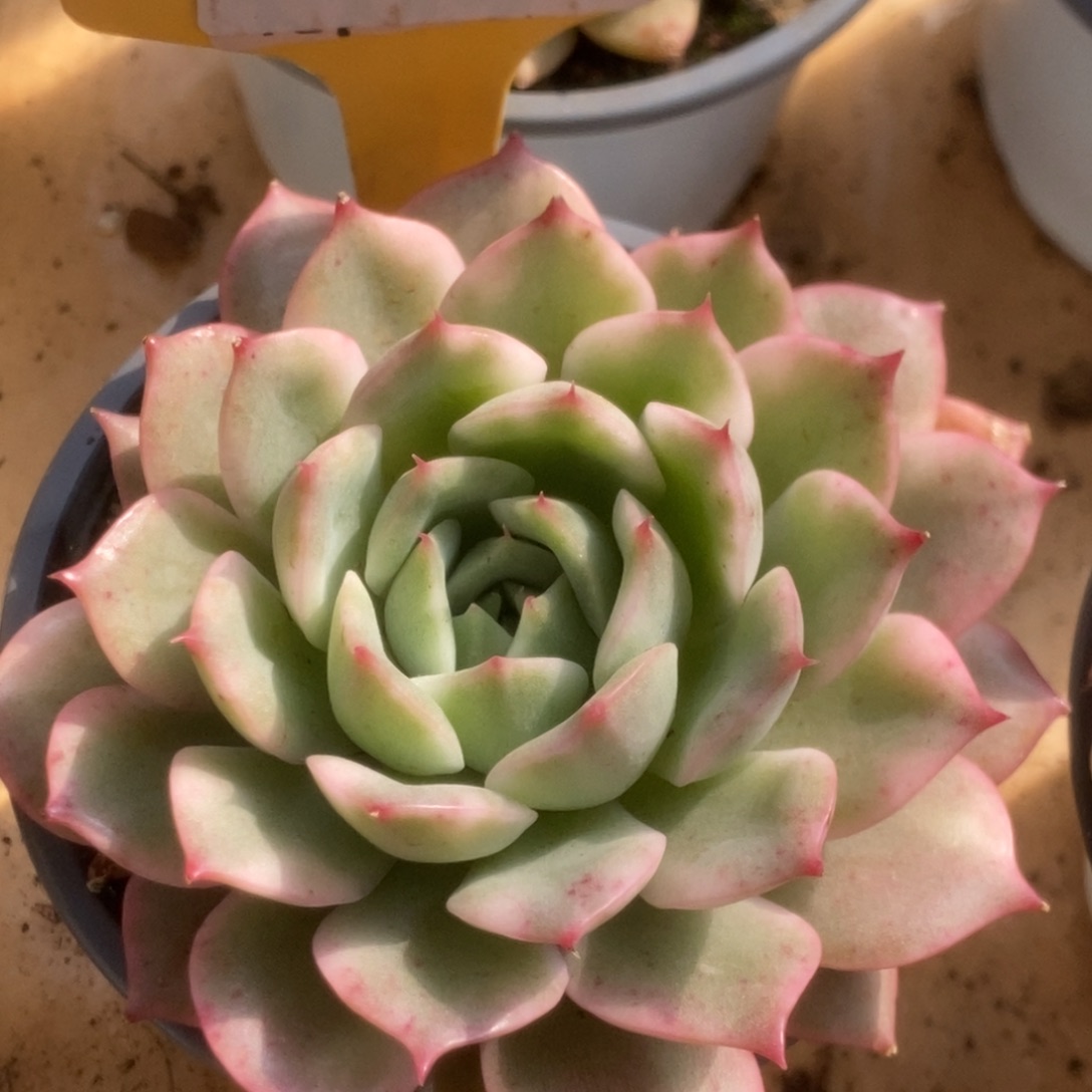 143粉艾莉儿锦锦锦锦锦