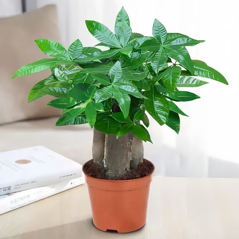 大盆三杆发财树盆栽客厅办公室四季常青绿植好养净化空气乔迁植物