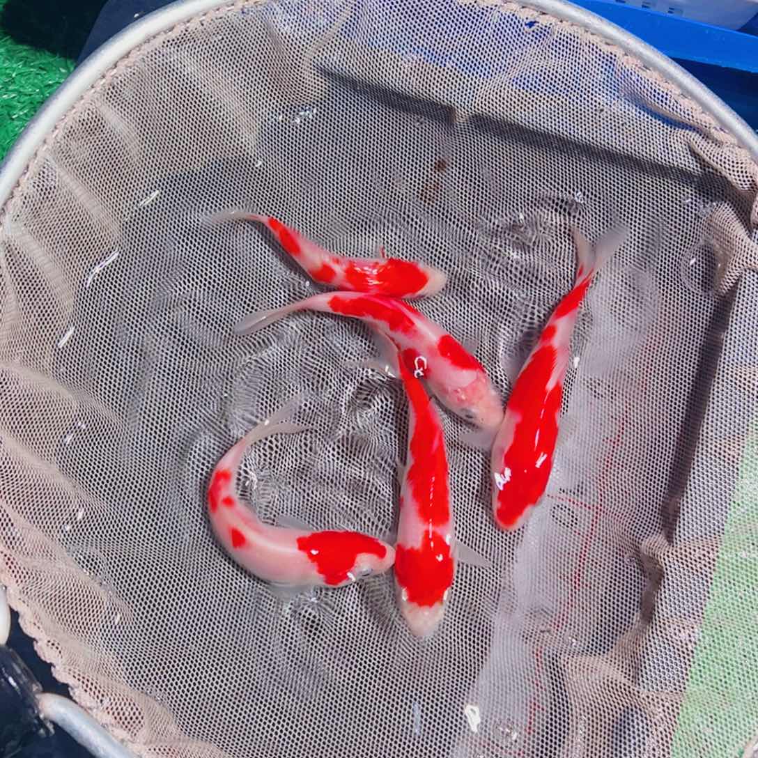 锦鲤锦鲤观赏鱼1111