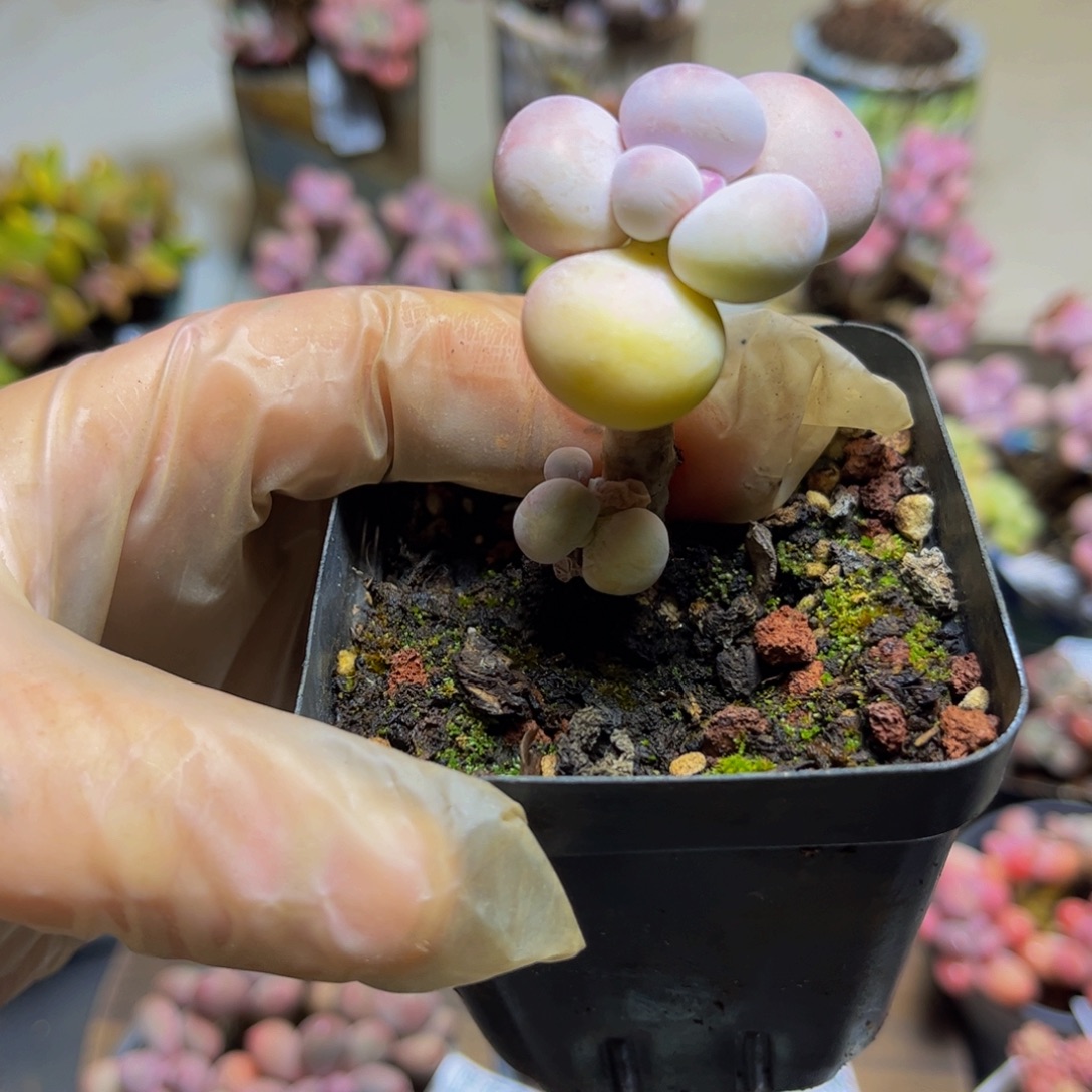 236橙奶4厘米多肉