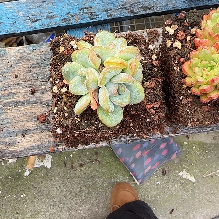 青蛙王子儿童牙膏套装11