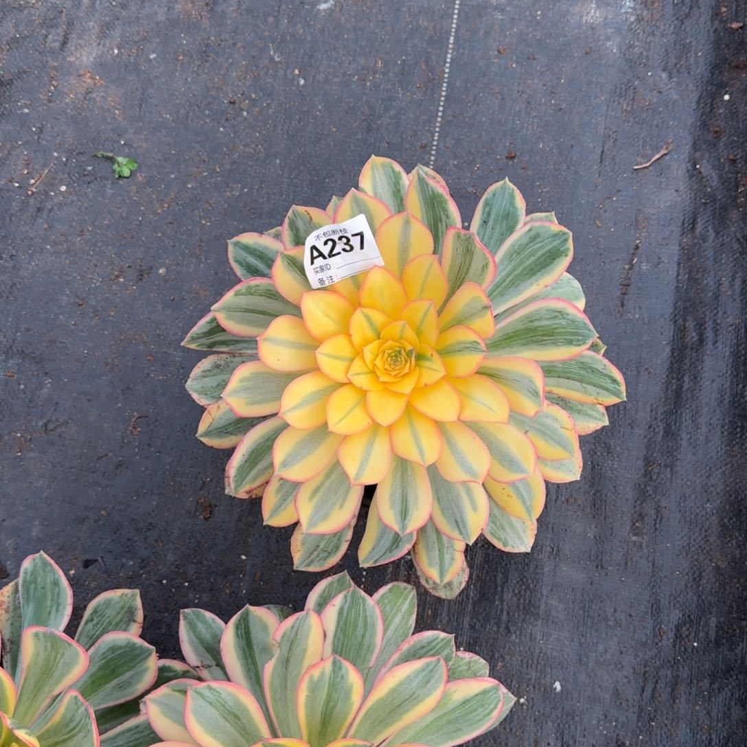 精品多肉植物237