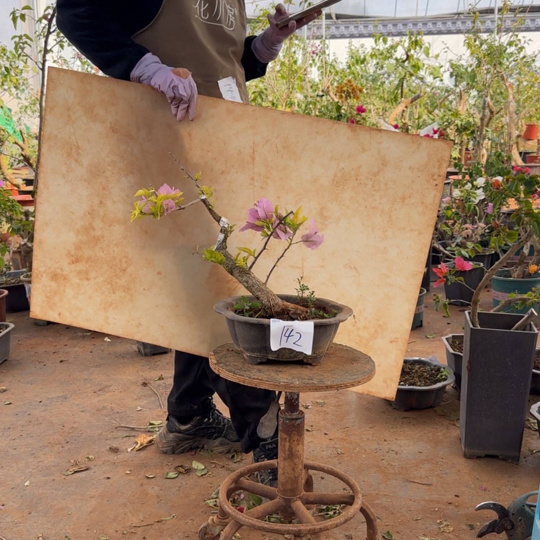 大部分开放少量花苞142 金夫人脱