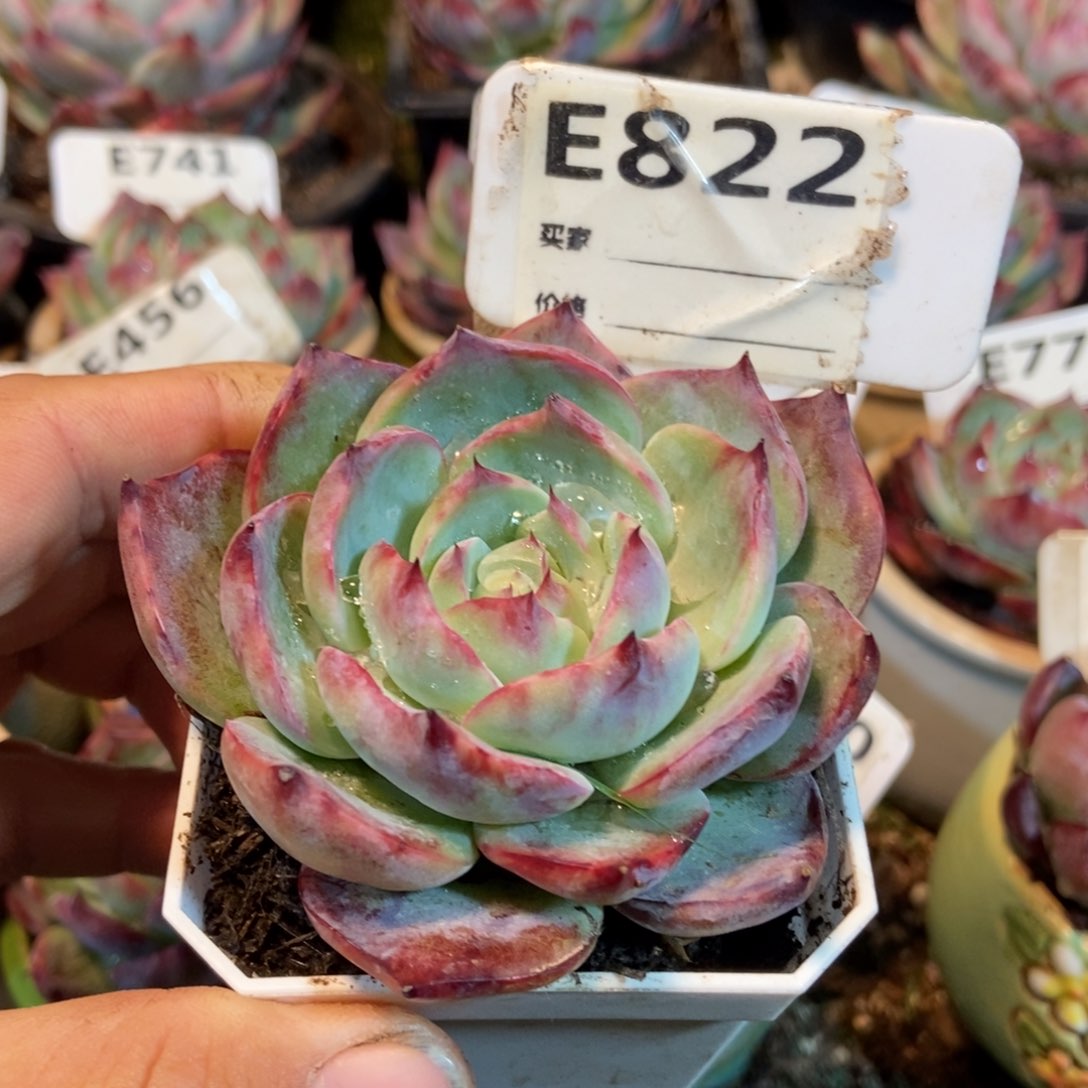 惊鸿一瞥822号多肉