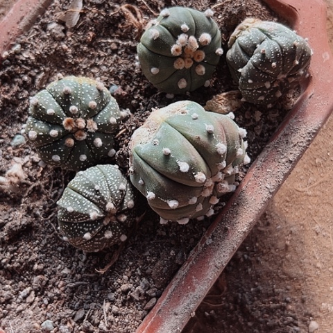 230处理实生兜仙人球