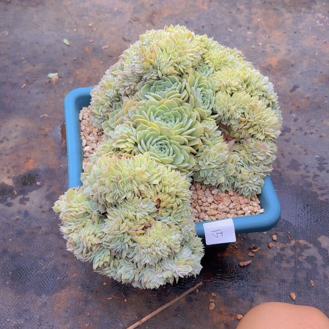 15号昂斯诺缀化多肉植物