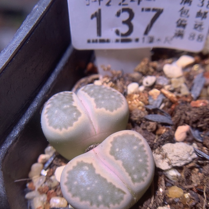 精品生石花224.137