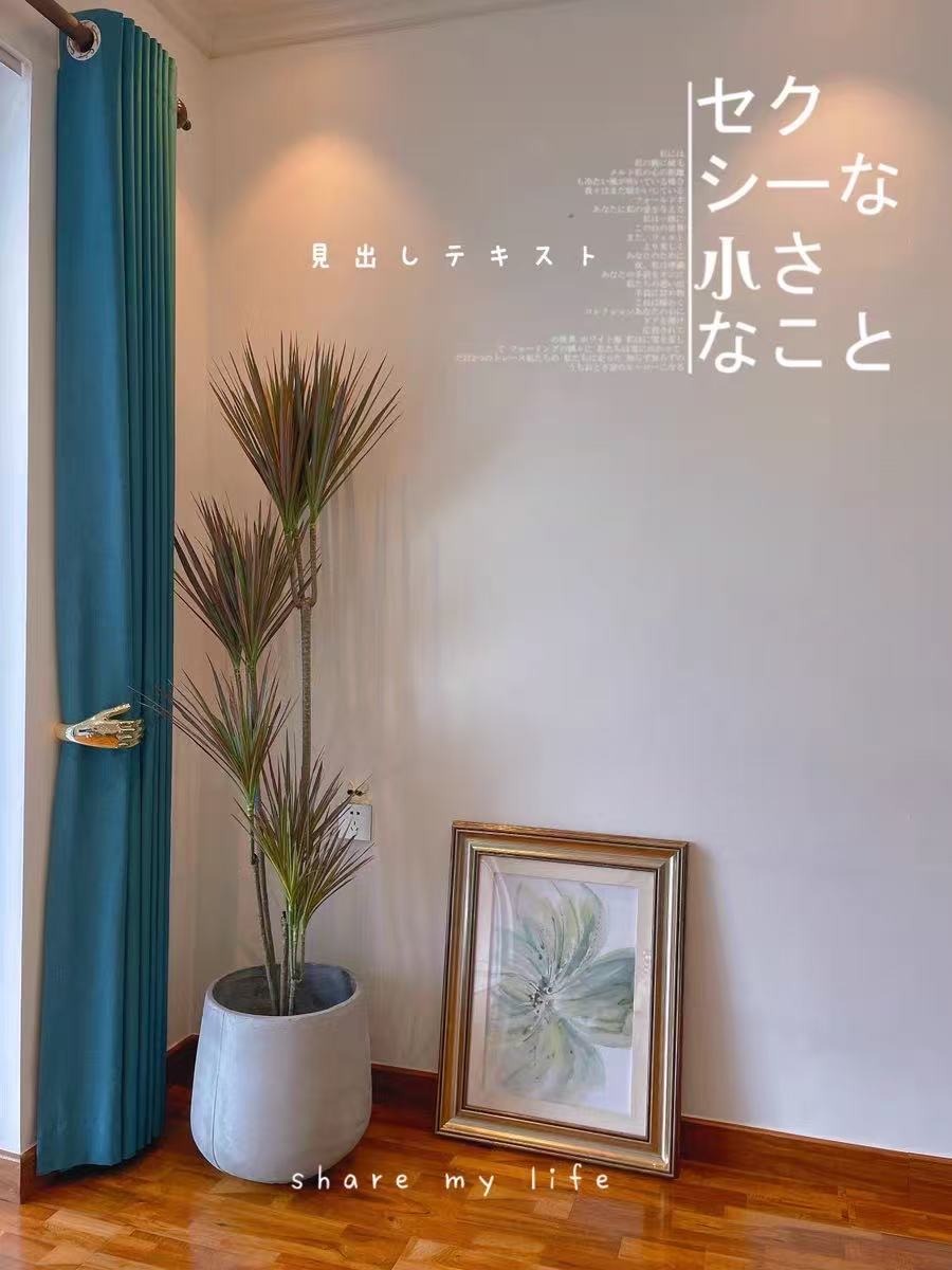 【七彩铁】千年木盆栽简单好成活新鲜植物除甲醛仅供直播间一物一拍