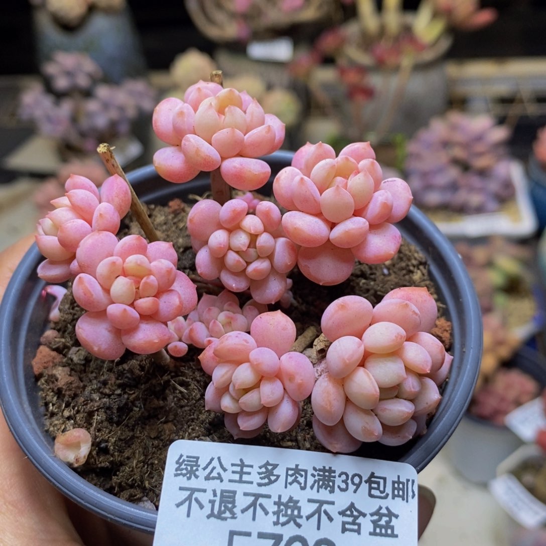 729萌豆多肉不包整