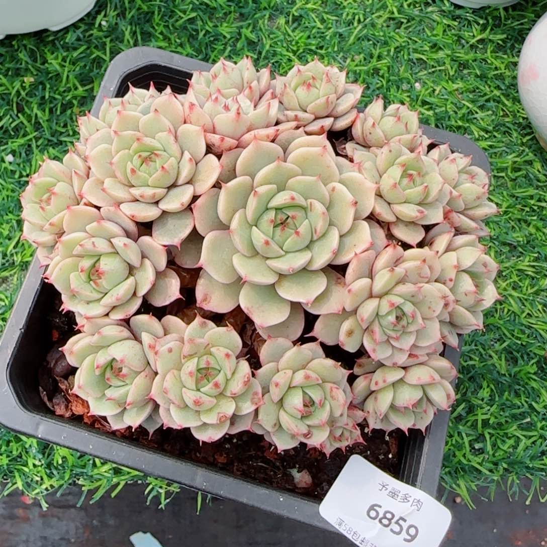 笨吧无砍，6859多肉植物