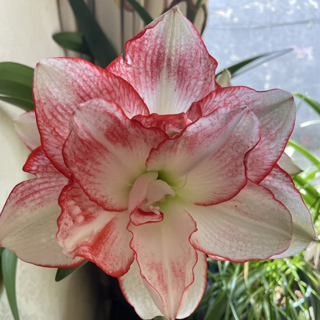 花瓣衬裙朱顶红种球自然球当年开花