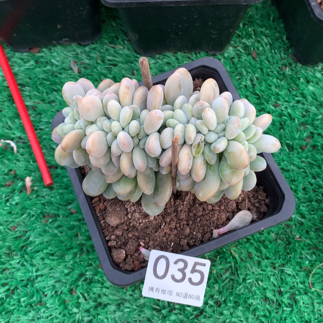 035洛神缀多肉植物