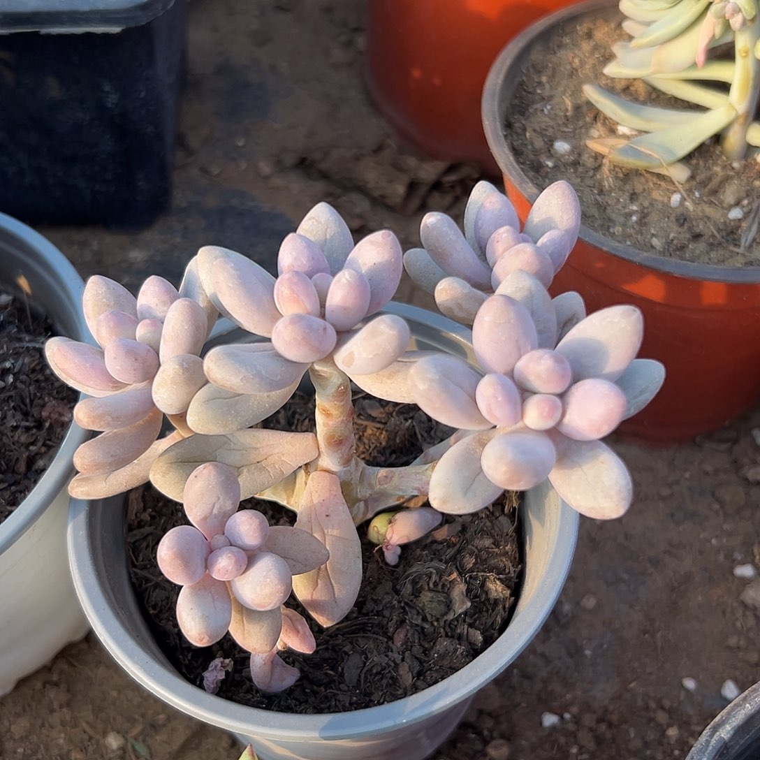 多肉植物婴儿手指