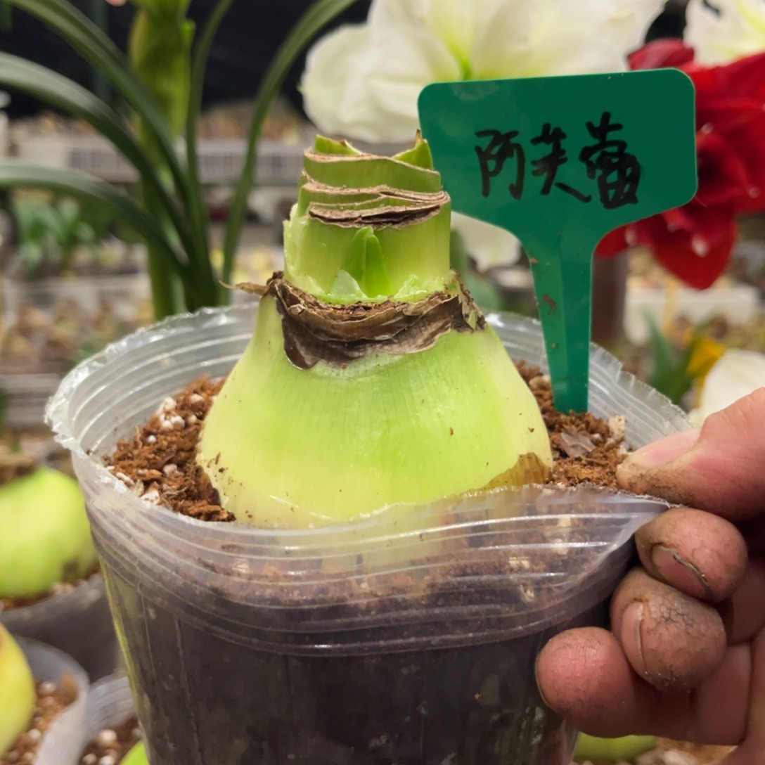 南***鸭阿弗雷朱顶红带盆发货